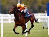 Melbourne Cup contender Torcedor disappoints on German debut