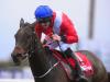 Malone Road books Festival ticket with comfortable Punchestown verdict