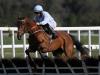 Honeysuckle team feeling the tension ahead of Hatton's Grace hat-trick bid